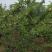 李子，离核，口感肉，酸甜口味