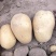 优选土豆大量上市，沃土，荷兰，V7等产地直供保质保量