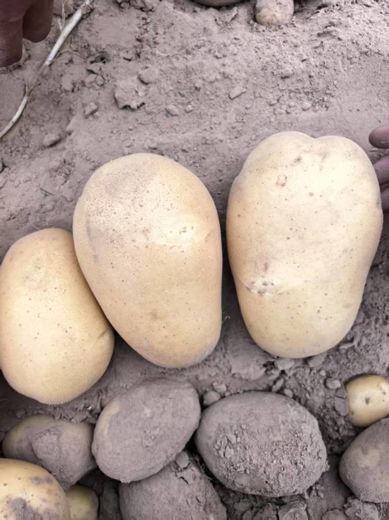 优选土豆大量上市，沃土，荷兰，V7等产地直供保质保量