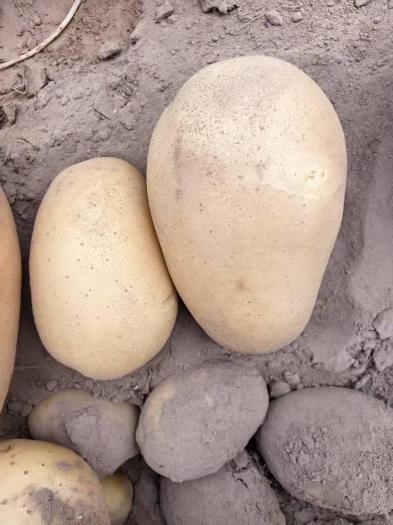 优选土豆大量上市，沃土，荷兰，V7等产地直供保质保量