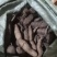 三叶青精品果子