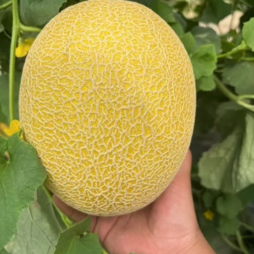 精品小蜜25大量有货