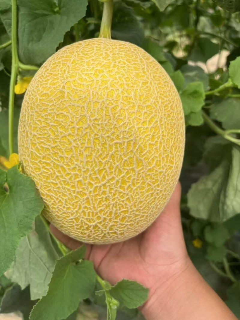 精品小蜜25大量有货