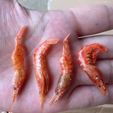 虾干干虾地摊电商批发樱花虾干河虾干干河虾