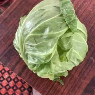 面包甘蓝0.2大量有货大棚