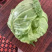 面包甘蓝0.2大量有货大棚