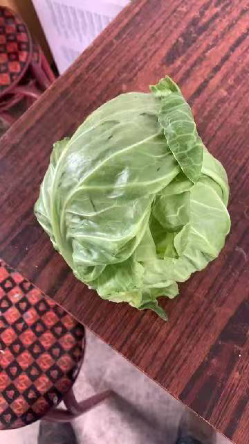 面包甘蓝0.2大量有货大棚