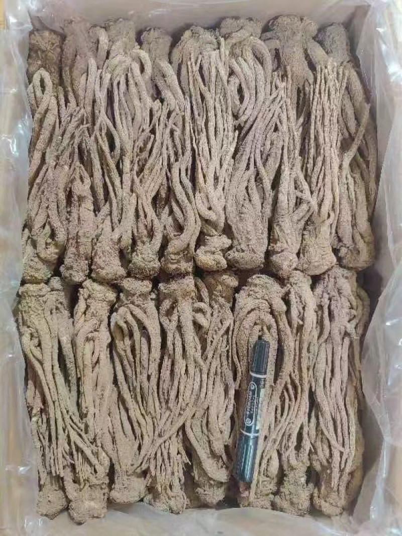 当归片当归个子当归头可视频看货对接全国市场量大