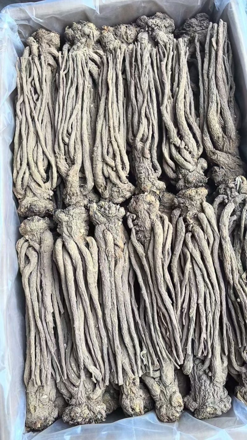 当归片当归个子当归头可视频看货对接全国市场量大