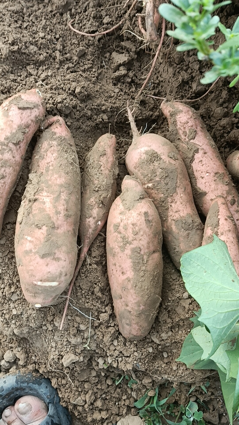 沙地的龙九，一手货源产地直发，有需要的联系