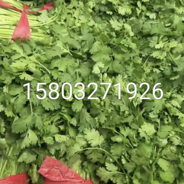 香菜