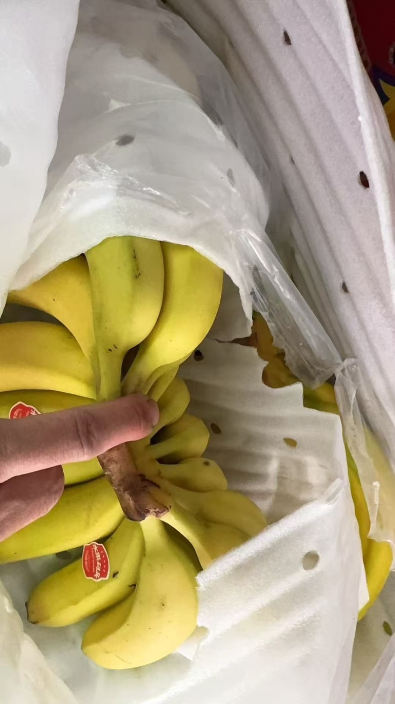 二级黄香蕉.青香蕉每天大匹狼现货