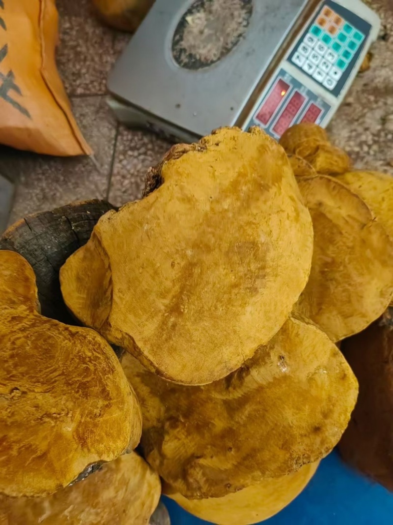 桑黄马蹄黄新货足干肉质黄全国发货源头直供