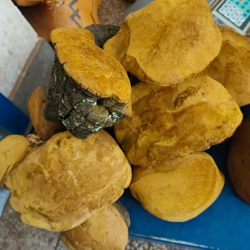 桑黄马蹄黄新货足干肉质黄全国发货源头直供