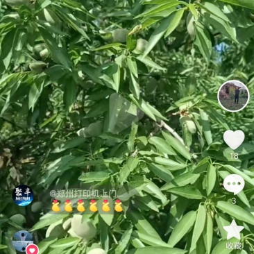 25年新鲜巴旦木