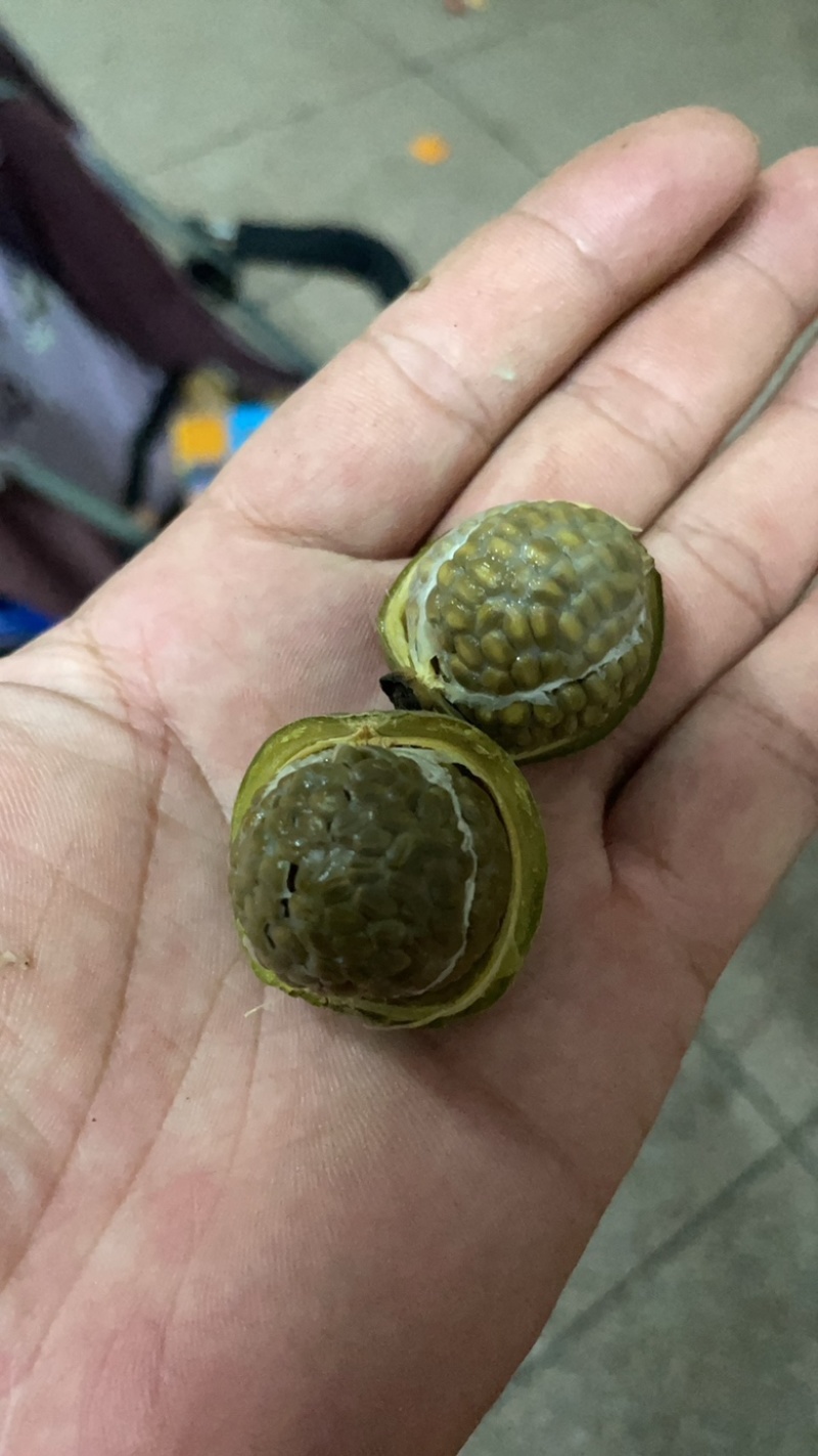 广西正品草寇草豆寇当季新品无硫产地农户直供