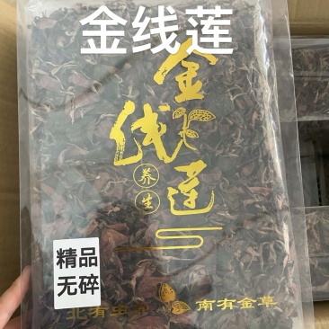 金线莲各规格大量批发全国发货源头直供欢迎下单