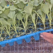 四叶一芯的越夏有机花菜苗基地直发成活率高提供技术指导