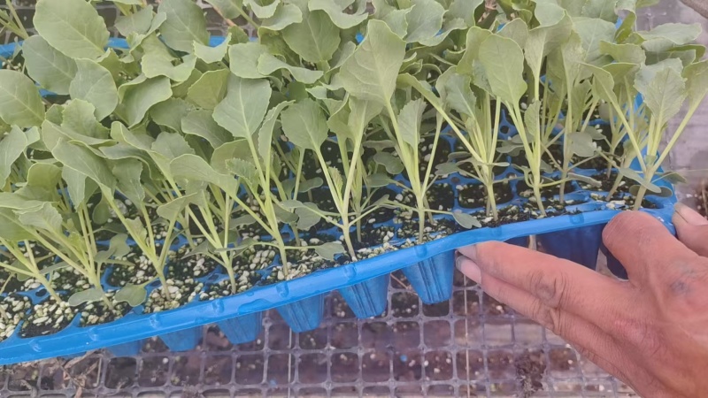 四叶一芯的越夏有机花菜苗基地直发成活率高提供技术指导