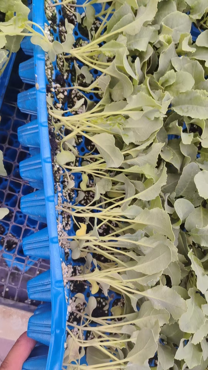 四叶一芯的越夏有机花菜苗基地直发成活率高提供技术指导