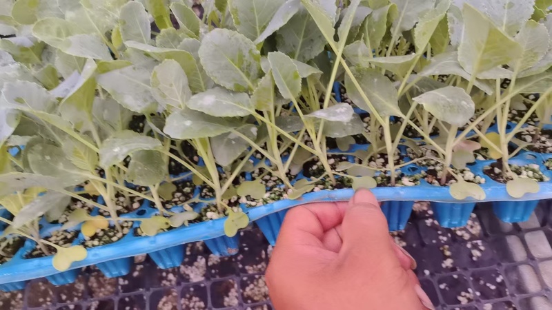 四叶一芯的越夏有机花菜苗基地直发成活率高提供技术指导
