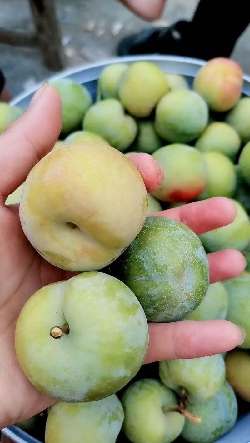 青脆李子