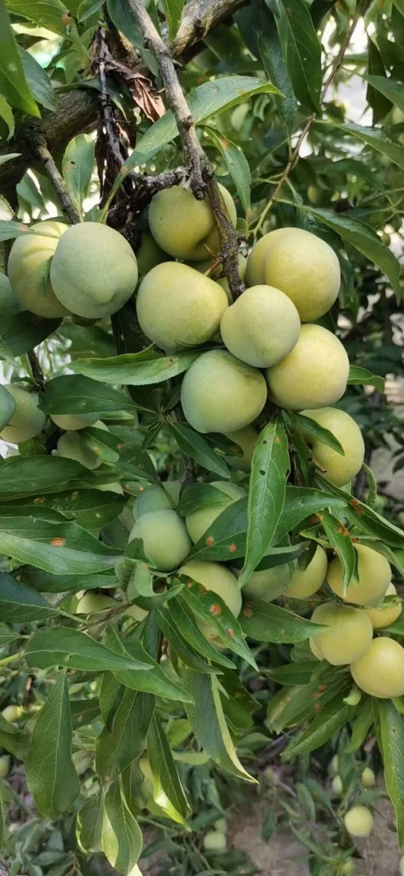 青脆李子