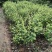 精品苹果枣苗新鲜枣树苗新鲜大量上市成活高量大从优