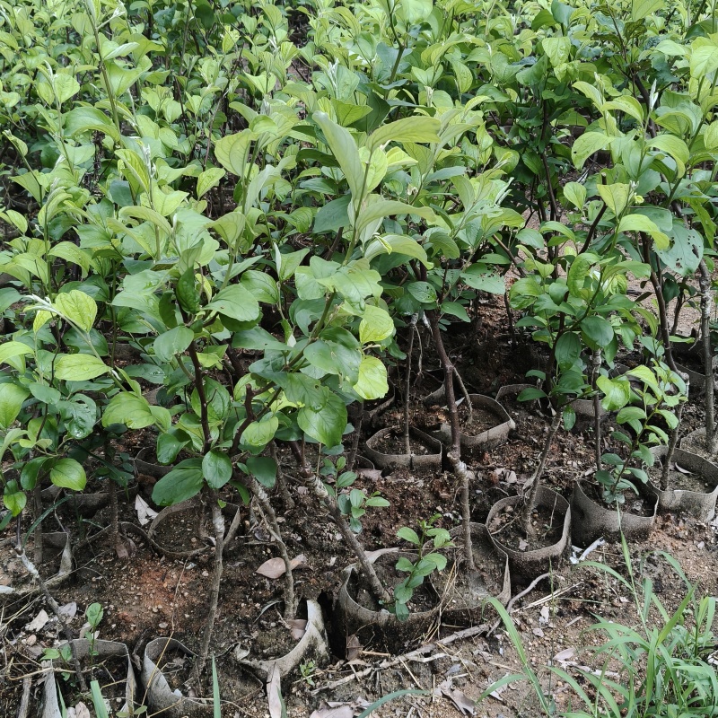 精品苹果枣苗新鲜枣树苗新鲜大量上市成活高量大从优