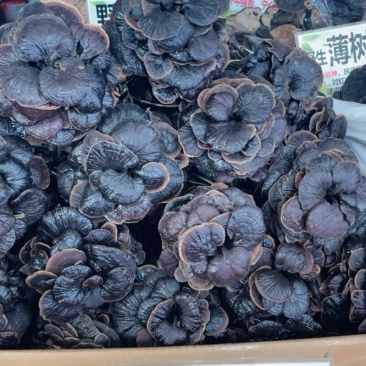 竹灵芝黑灵芝长腿竹灵芝源头直供全国发货大货批发