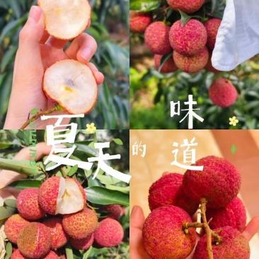 灵山无核荔枝#自家果园
