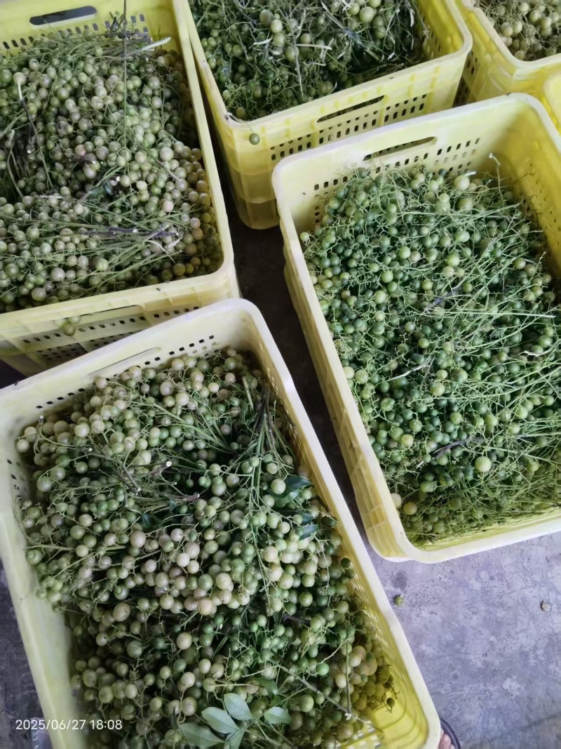 鲜山黄皮