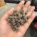 猫爪草产地供货无硫全国发货诚信经营足干货