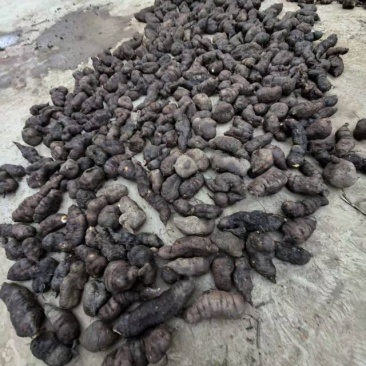 精品三叶青大果绿色***。量大从优欢迎采购