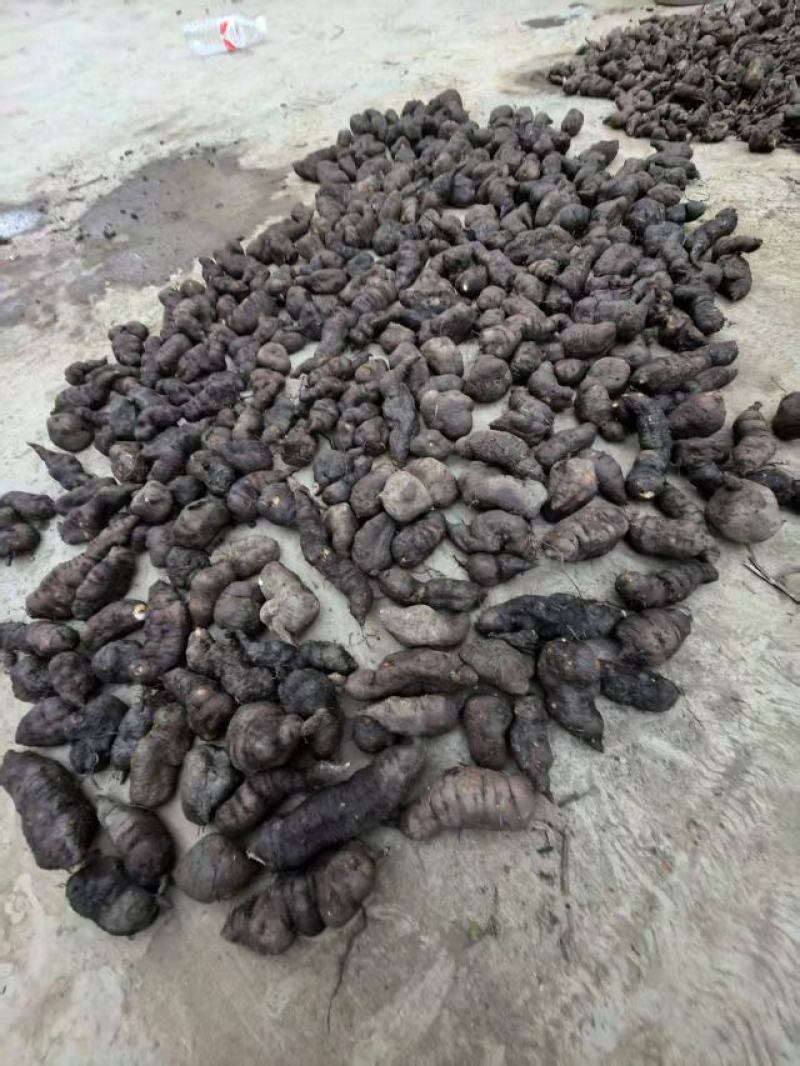 精品三叶青大果绿色***。量大从优欢迎采购