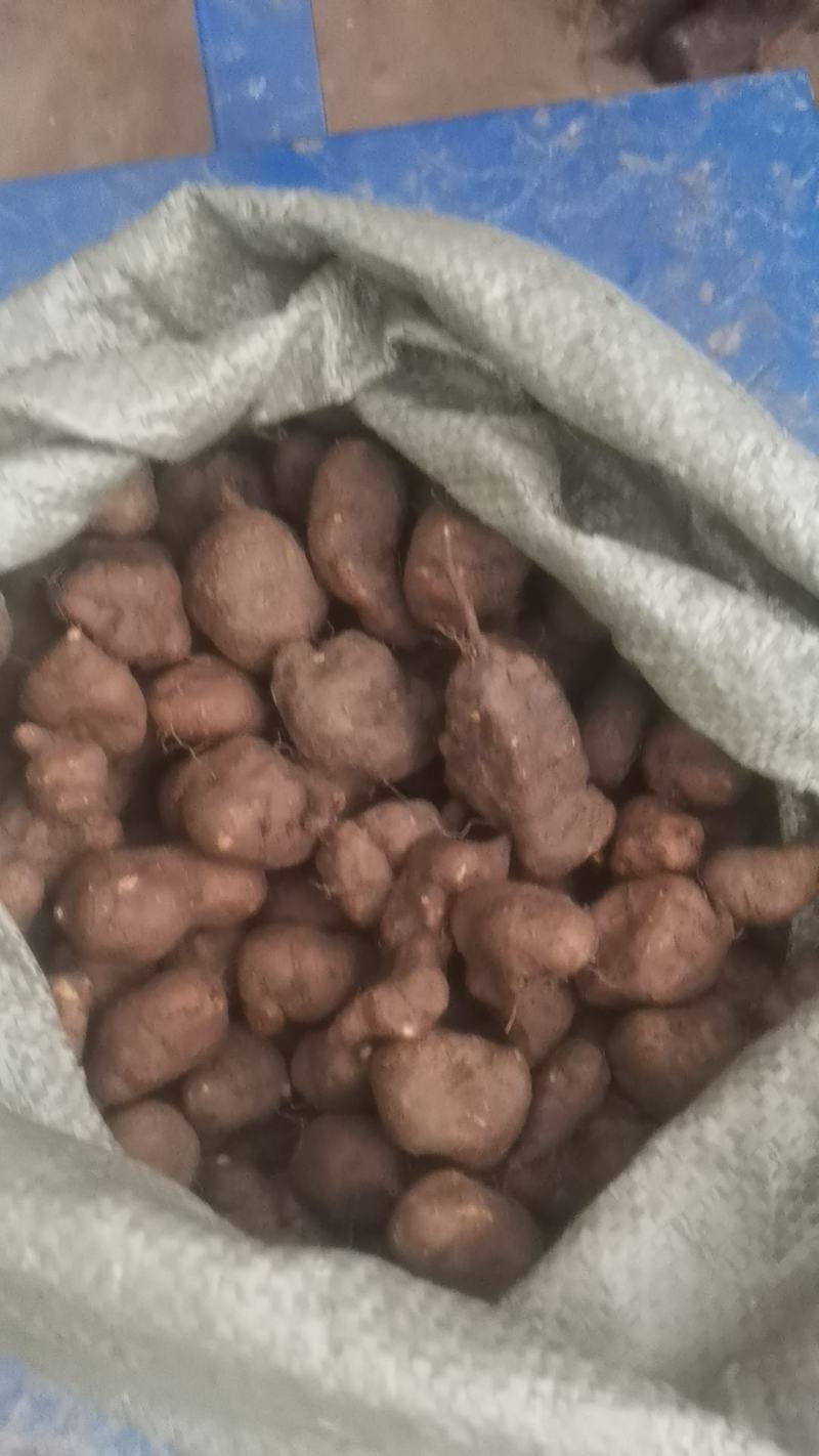 精品三叶青大果绿色***。量大从优欢迎采购