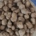 精品三叶青大果绿色***。量大从优欢迎采购