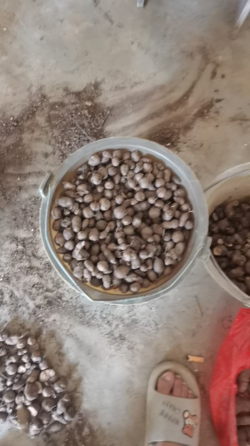 三叶青小果苗。一斤100多果苗。成活率高，产量高一年可收
