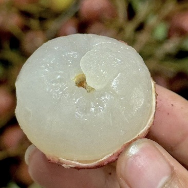 福建黑叶荔枝