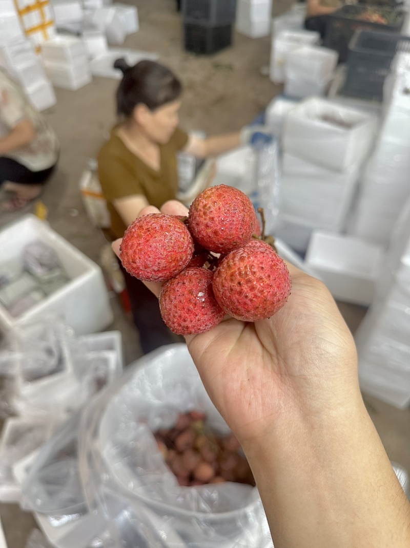 福建黑叶荔枝