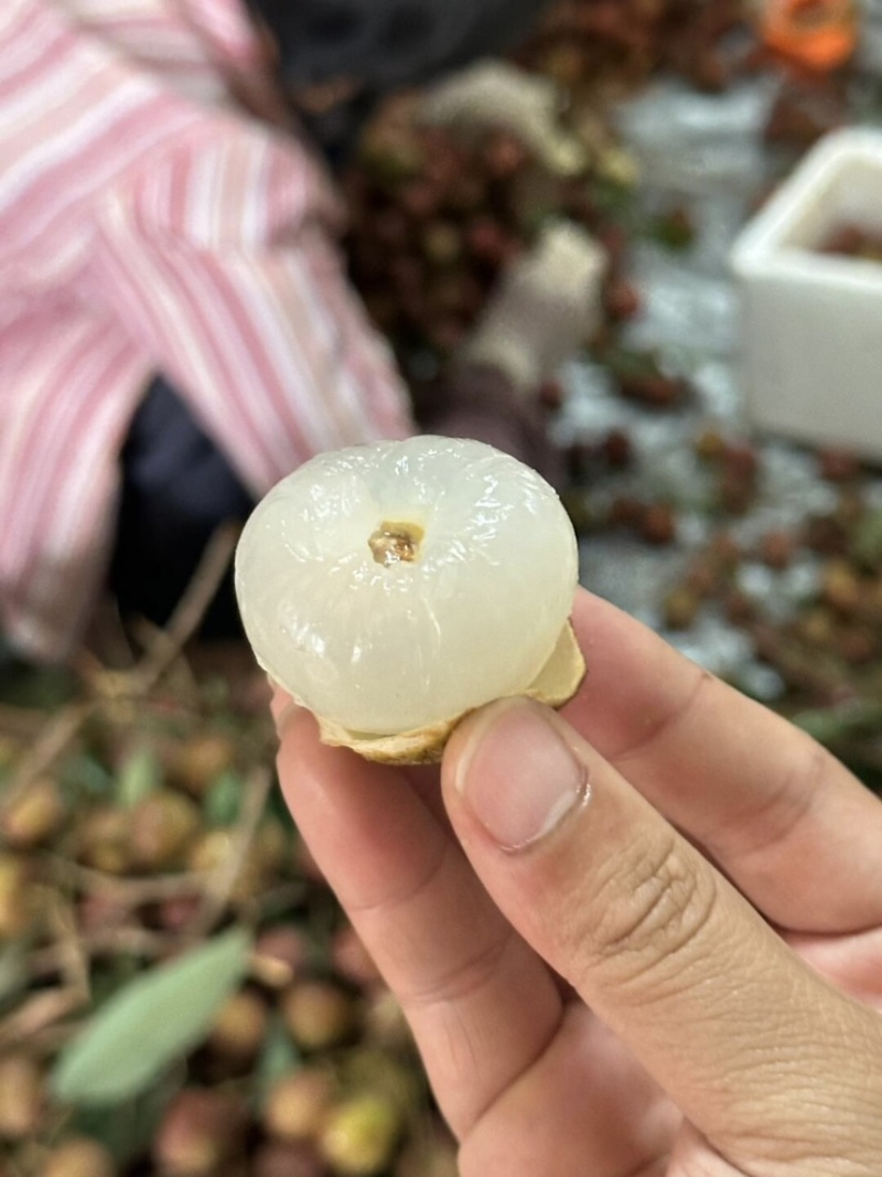 福建黑叶荔枝