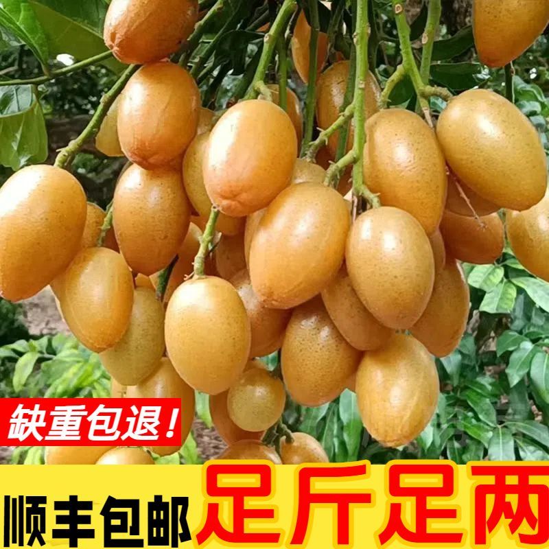 黄皮果新鲜现摘新鲜水果批发价顺丰包邮广东特产黄皮鸡心黄皮现摘