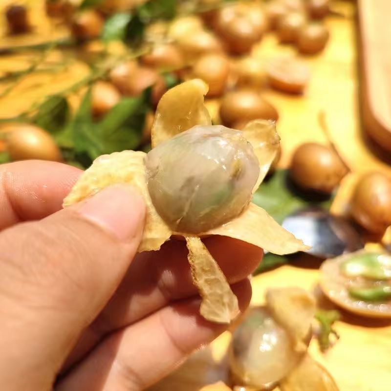 黄皮果新鲜现摘新鲜水果批发价顺丰包邮广东特产黄皮鸡心黄皮现摘