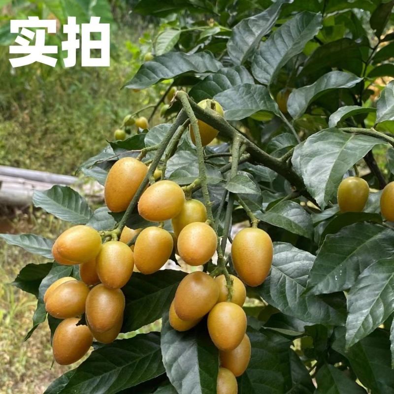 黄皮果新鲜现摘新鲜水果批发价顺丰包邮广东特产黄皮鸡心黄皮现摘