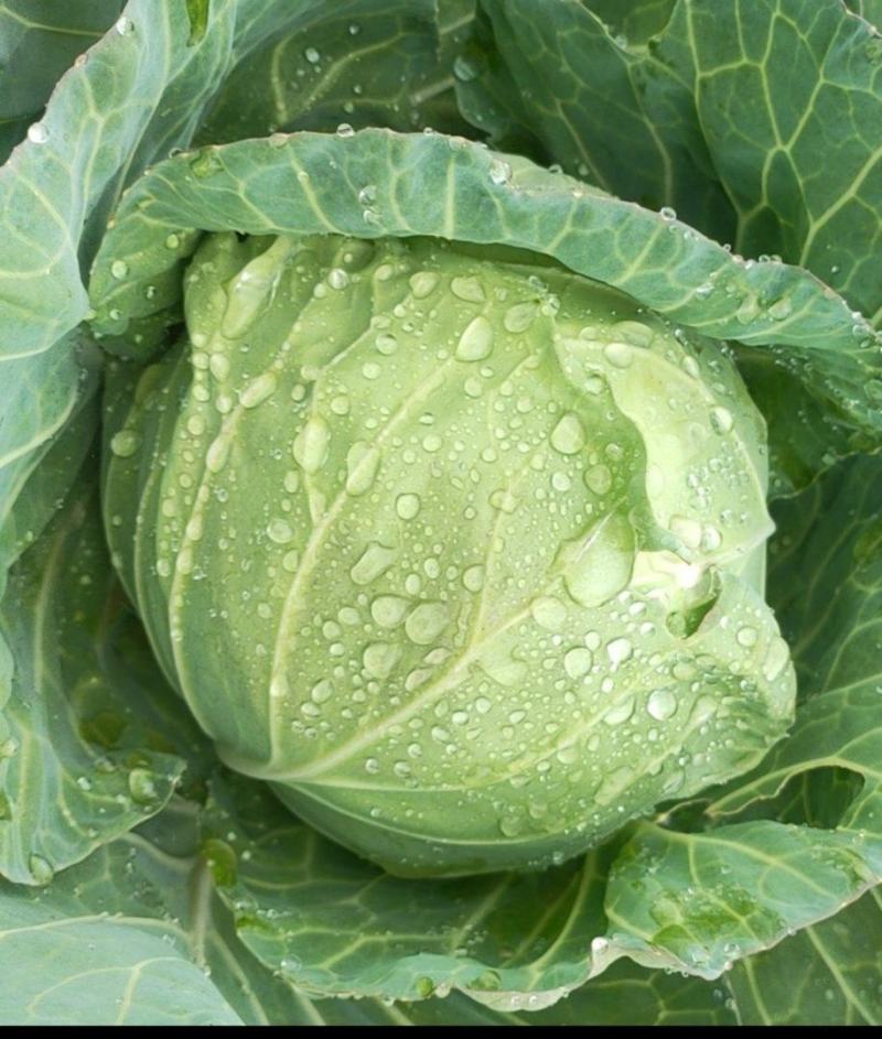 中甘蓝