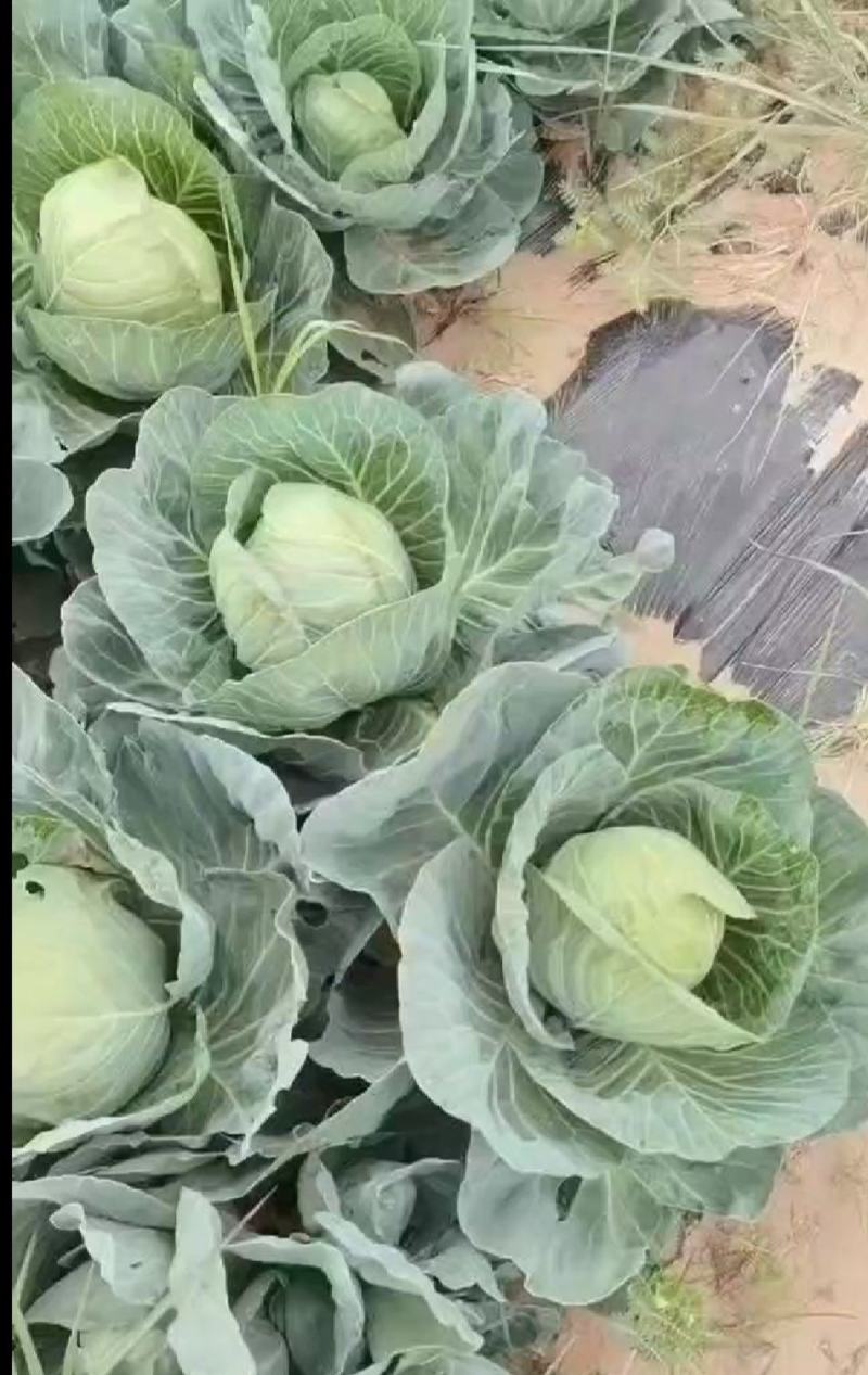 中甘蓝