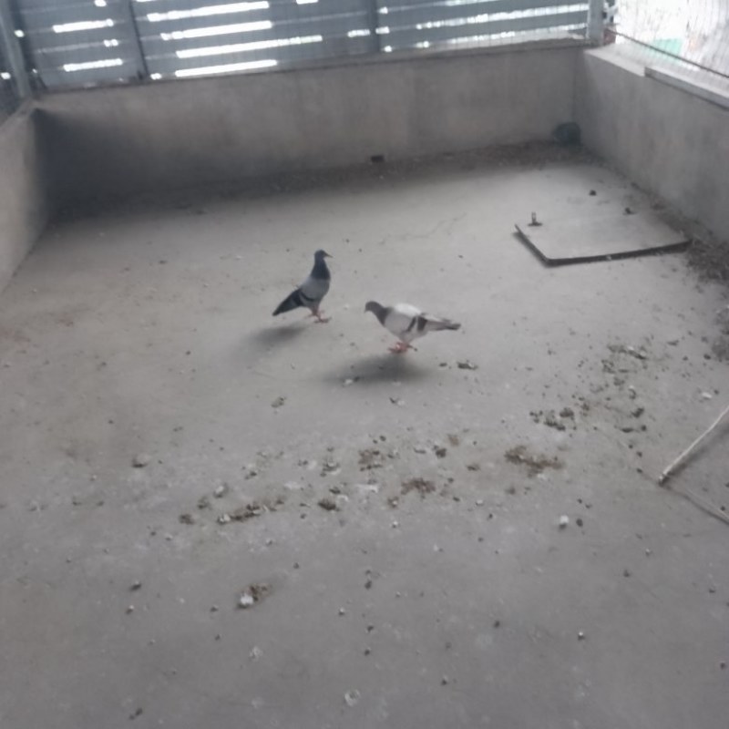 出售鸽子