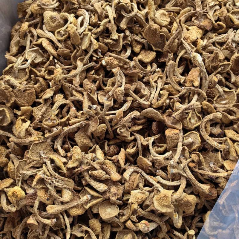 滑子菇货源充足，产地直发，诚信经营，欢迎客商来电
