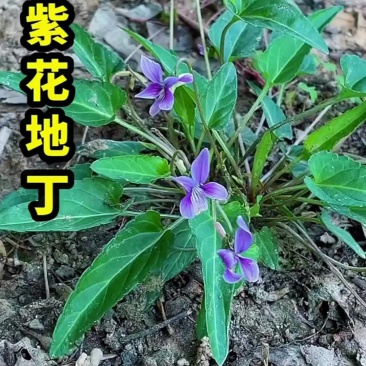 地丁