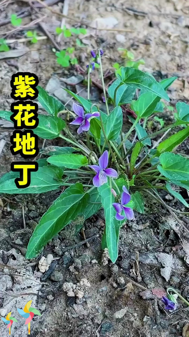 地丁